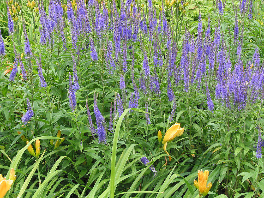 Veronica Longifolia ‘Blauriesin’ … – Bild Kaufen – 12148571 ...