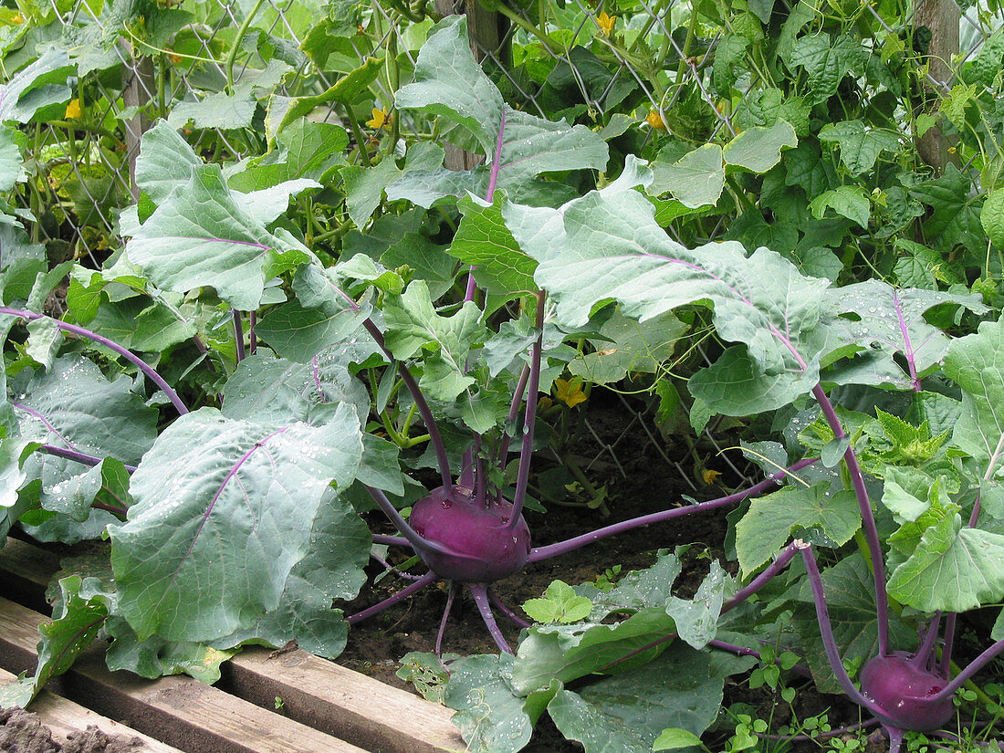 Brassica (Blauer Kohlrabi) im Beet