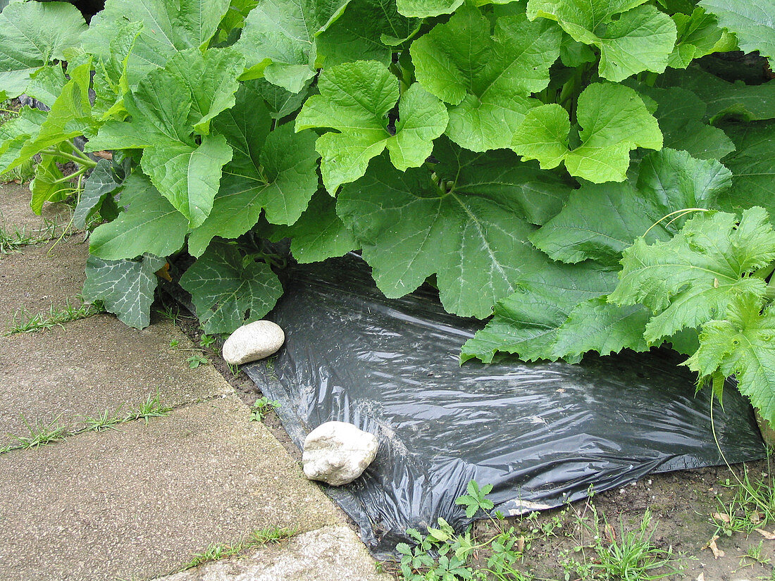 Cucurbita (Kürbis), Pflanze mit schwarzer Mulchfolie