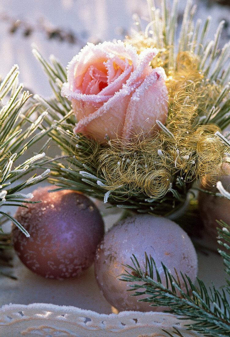 Pink (rose), wrapped with Pinus (pine), angel hair