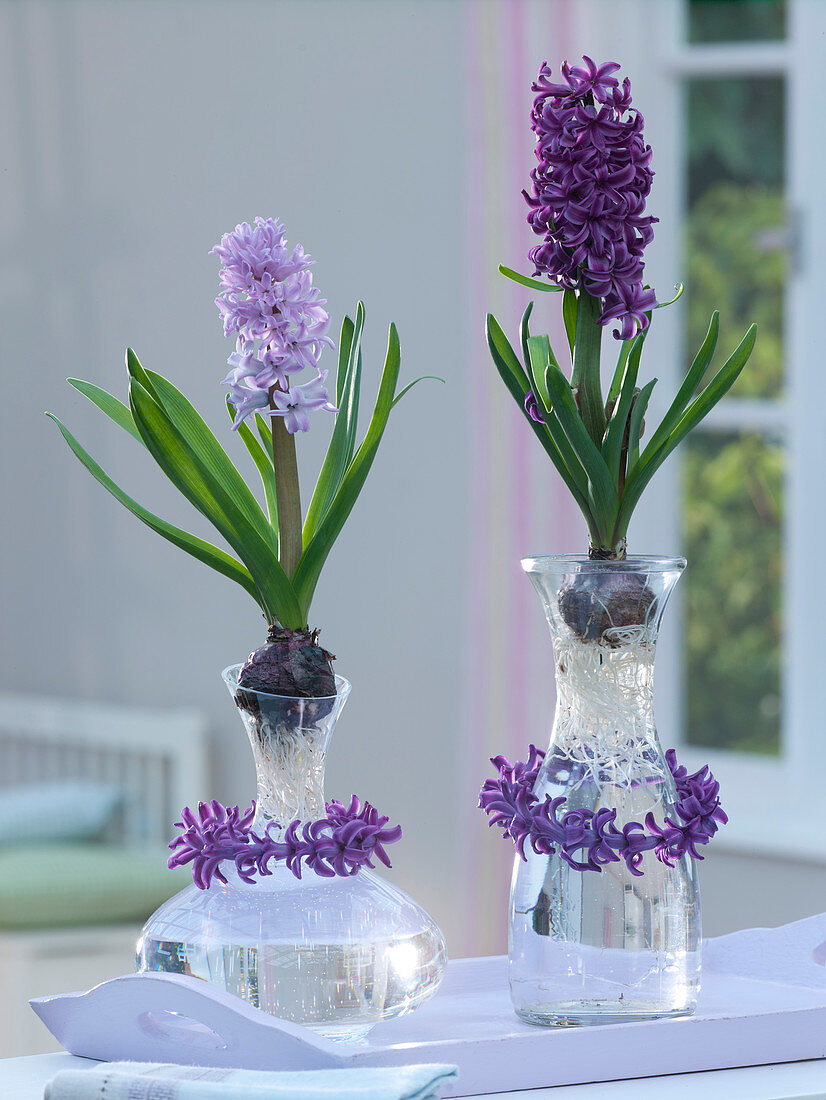 Hyacinthus 'Splendor Cornelia' 'Purple Sensation' on glasses