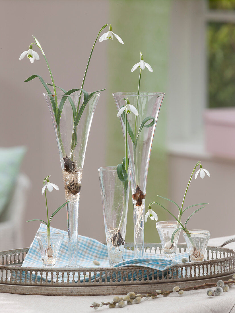 Galanthus nivalis (Schneeglöckchen) mit ausgewaschenen Wurzeln