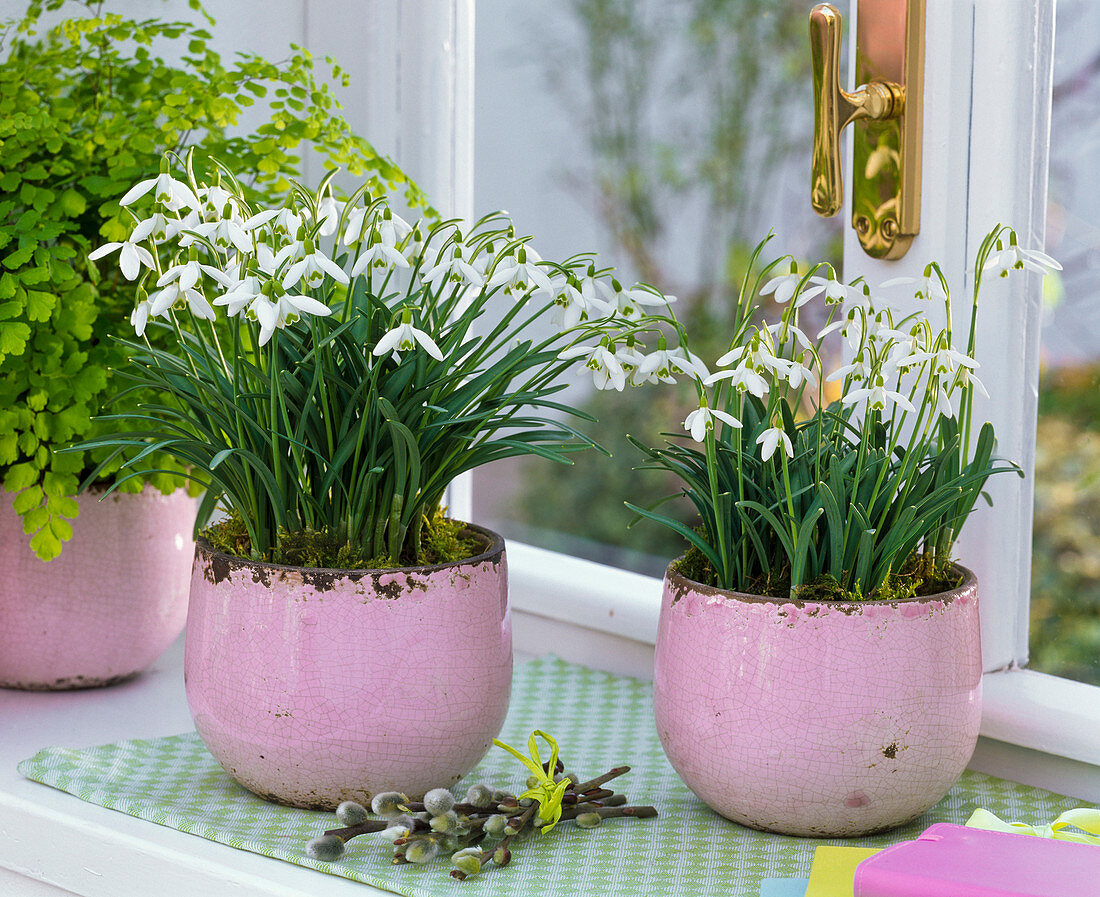 Schneeglöckchen in rosa Töpfe setzen 5/5