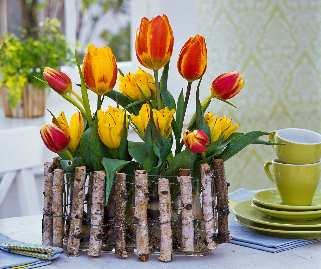 Tulips behind birch fence