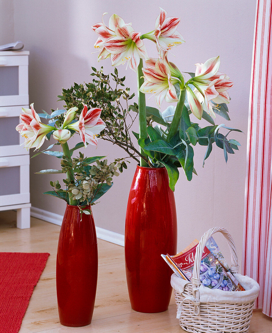 Hippeastrum (Amaryllis), Laurus (Lorbeer), Eucalyptus in hohen roten Vasen