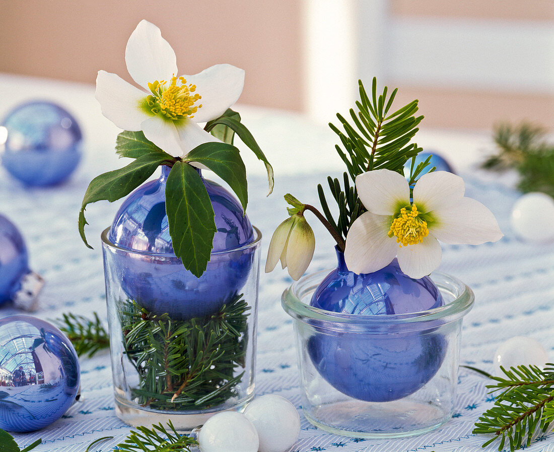 Helleborus (Christmas rose), Pseudotsuga (Douglas fir)