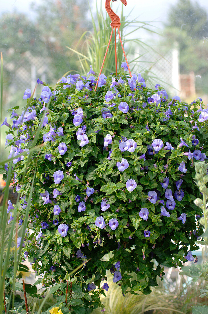 Torenia (snapdragon) in hanging pot