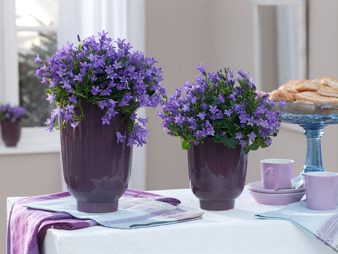 Campanula portenschlagiana (Cushion bellflower) in tall planters