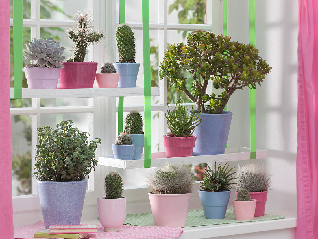 Window with succulents and cactuses