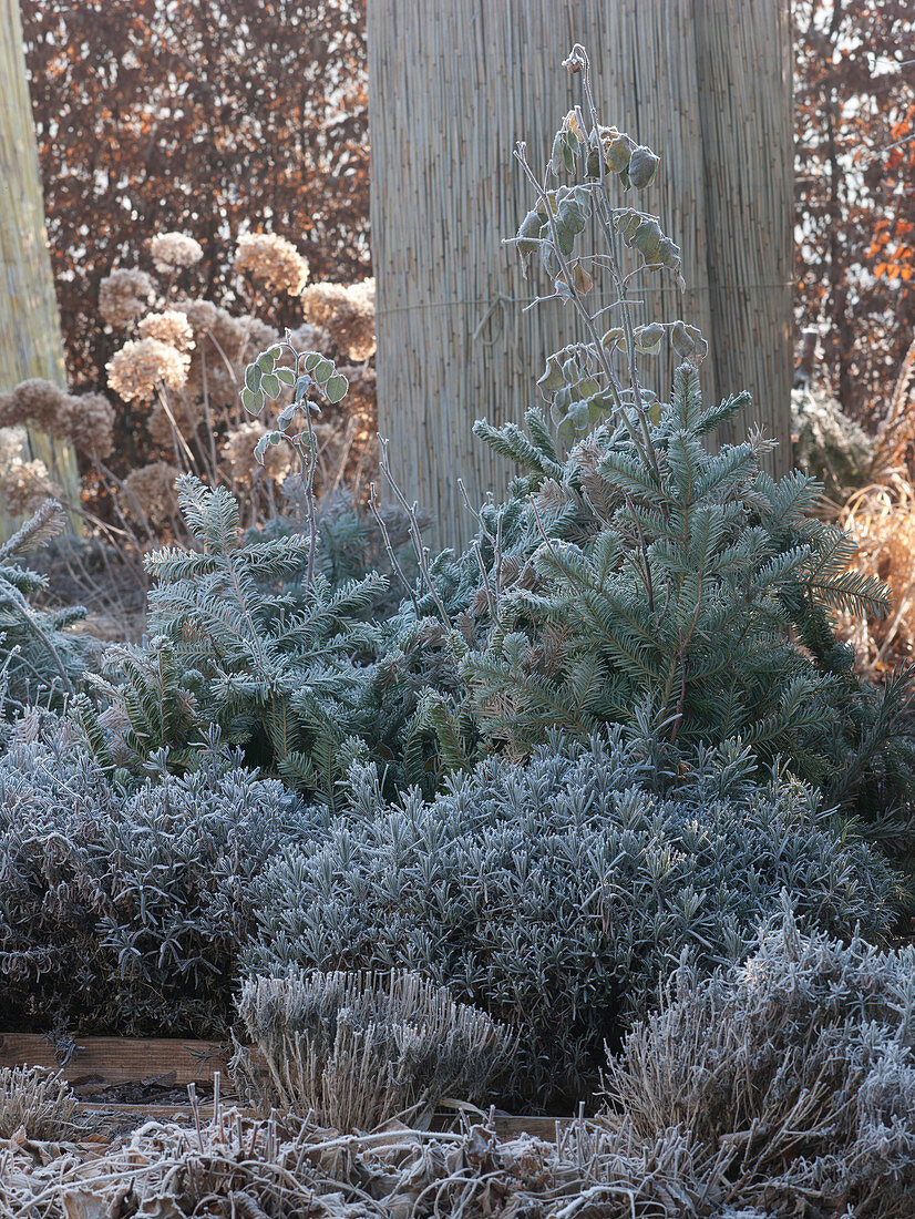 Protect pinks (roses) in winter with fir branches and straw matting
