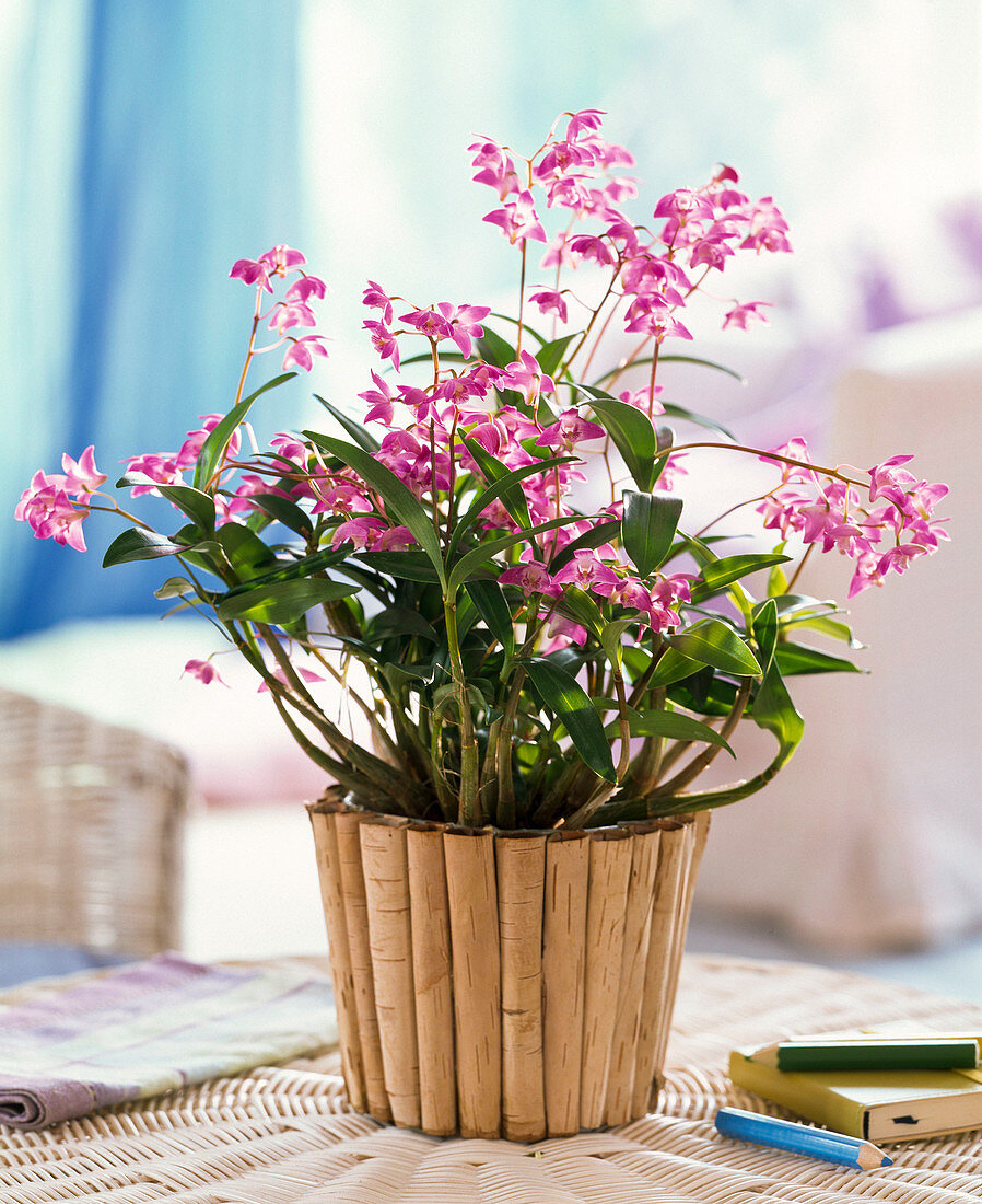 Dendrobium kingianum in cachepot made of bark