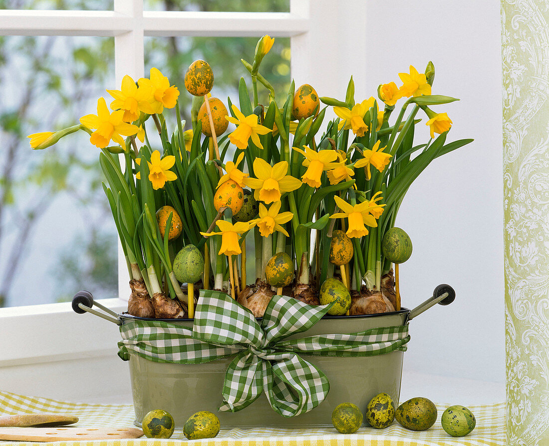 Narcissus 'Tete à Tete' in jardiniere with ribbon and Easter eggs