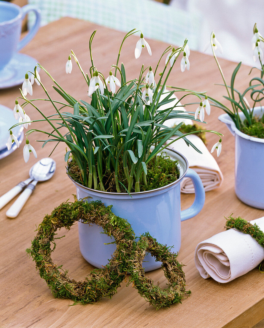 Galanthus nivalis (Schneeglöckchen) in Milchtopf gepflanzt