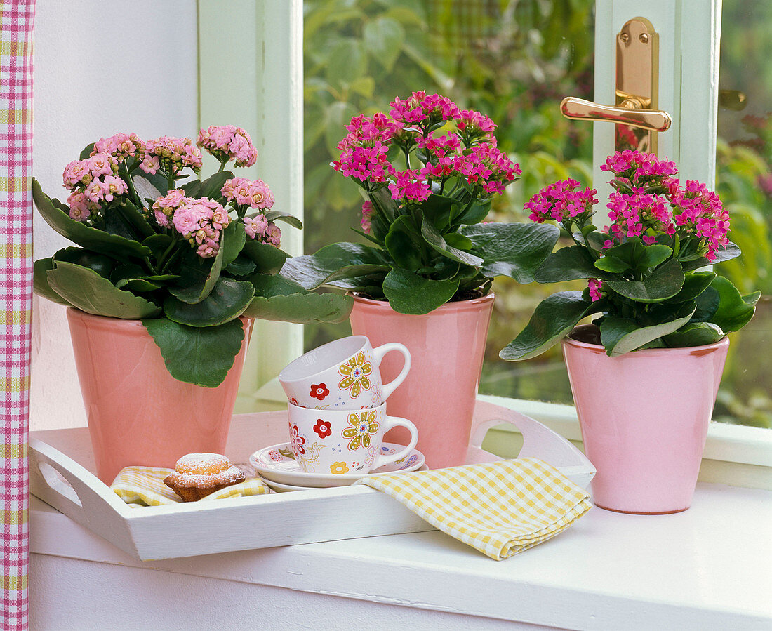 Kalanchoe blossfeldiana (Flammendes Käthchen) am Fenster, Tablett mit Tassen