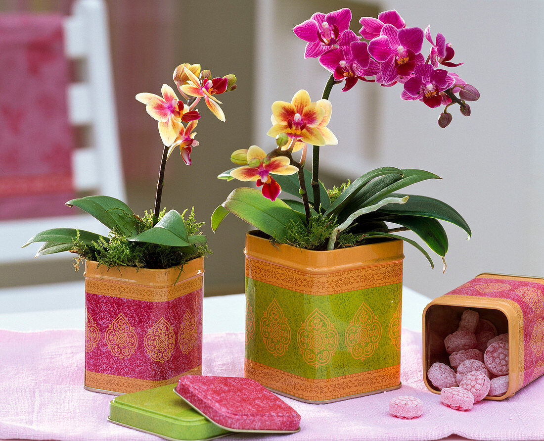 Mini Phalaenopsis 'Little Lady' in square tins