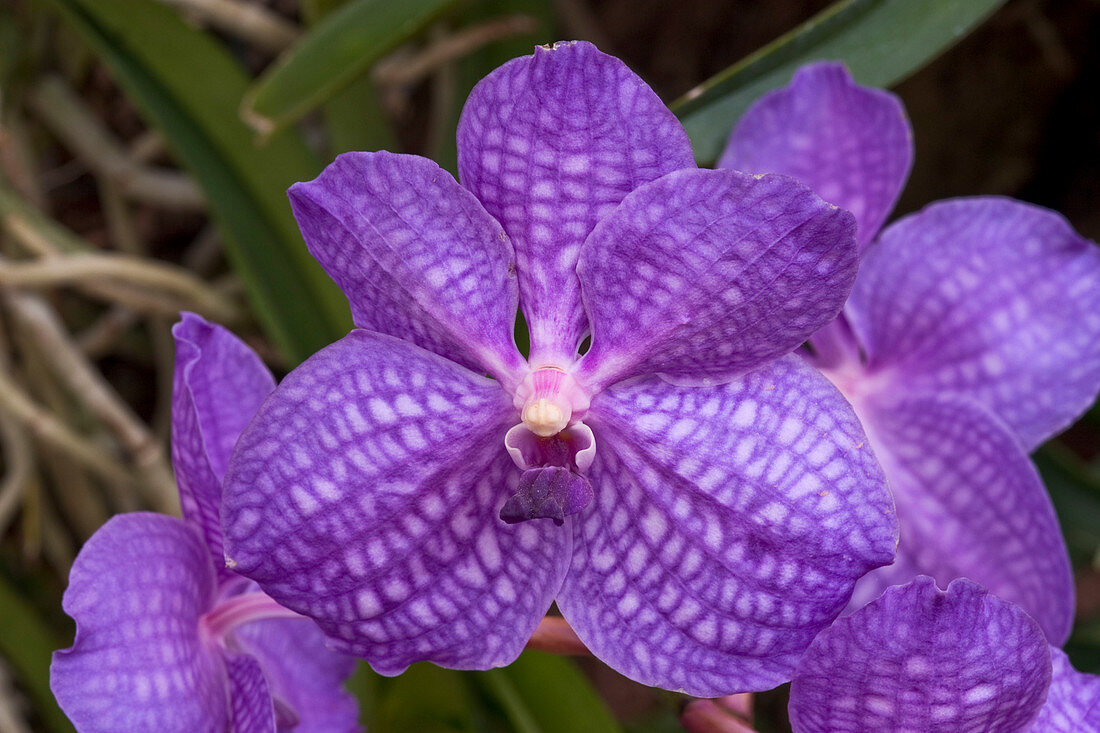 Vanda (orchid) with bright violet flowers