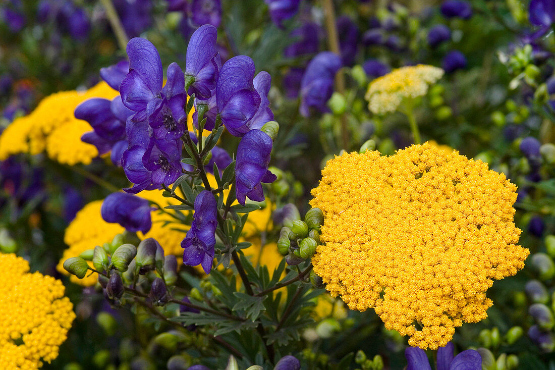 Aconitum napellus (monkshood), Achillea filipendulina 'Coronation Gold'