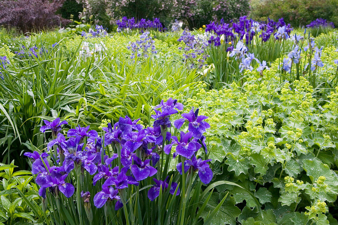 Blau-grünes Beet mit verschiedenen Iris sibirica (Wieseniris), Alchemilla