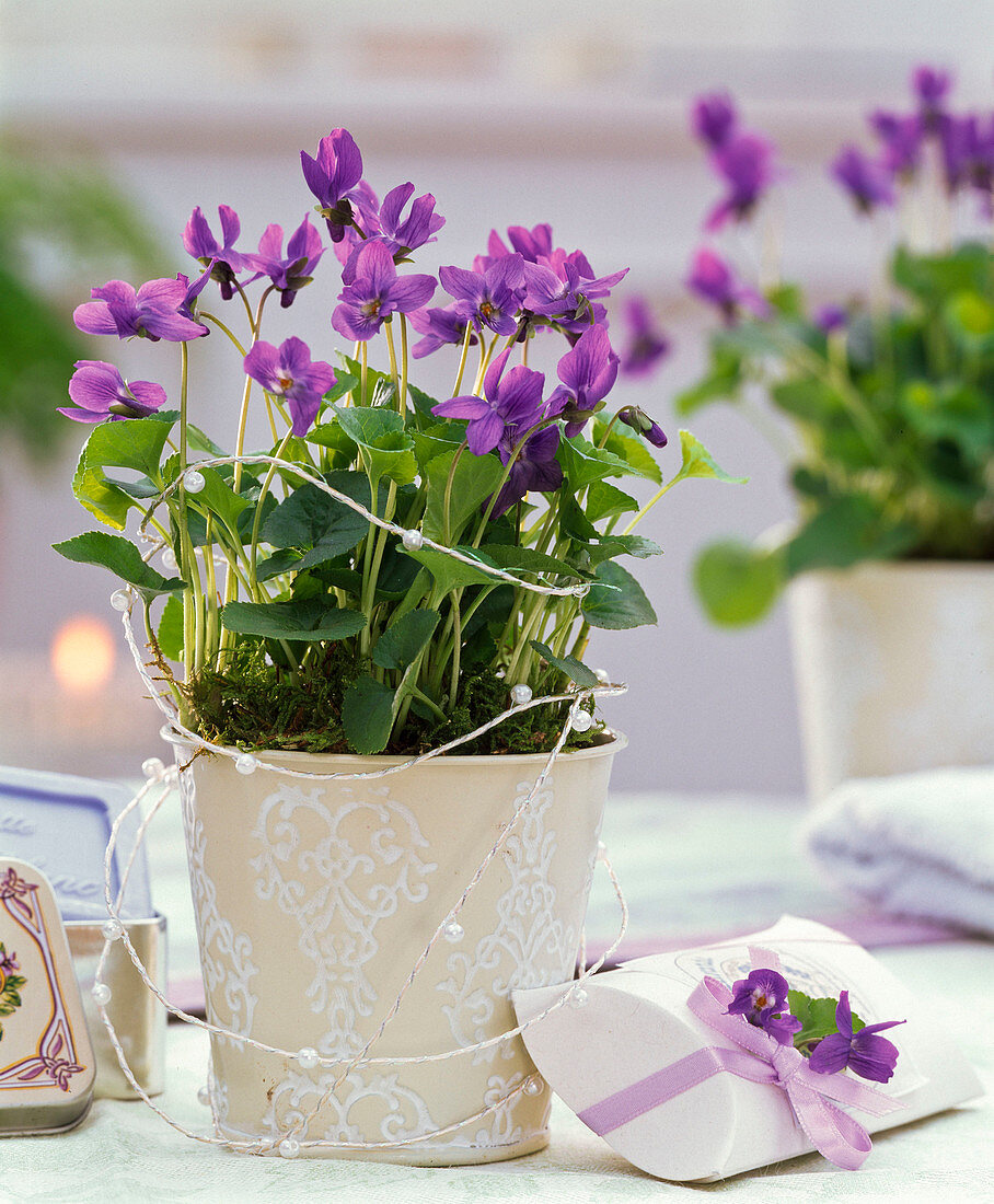 Viola odorata (Duftveilchen) mit Perlenband, Bonbon-Schachtel