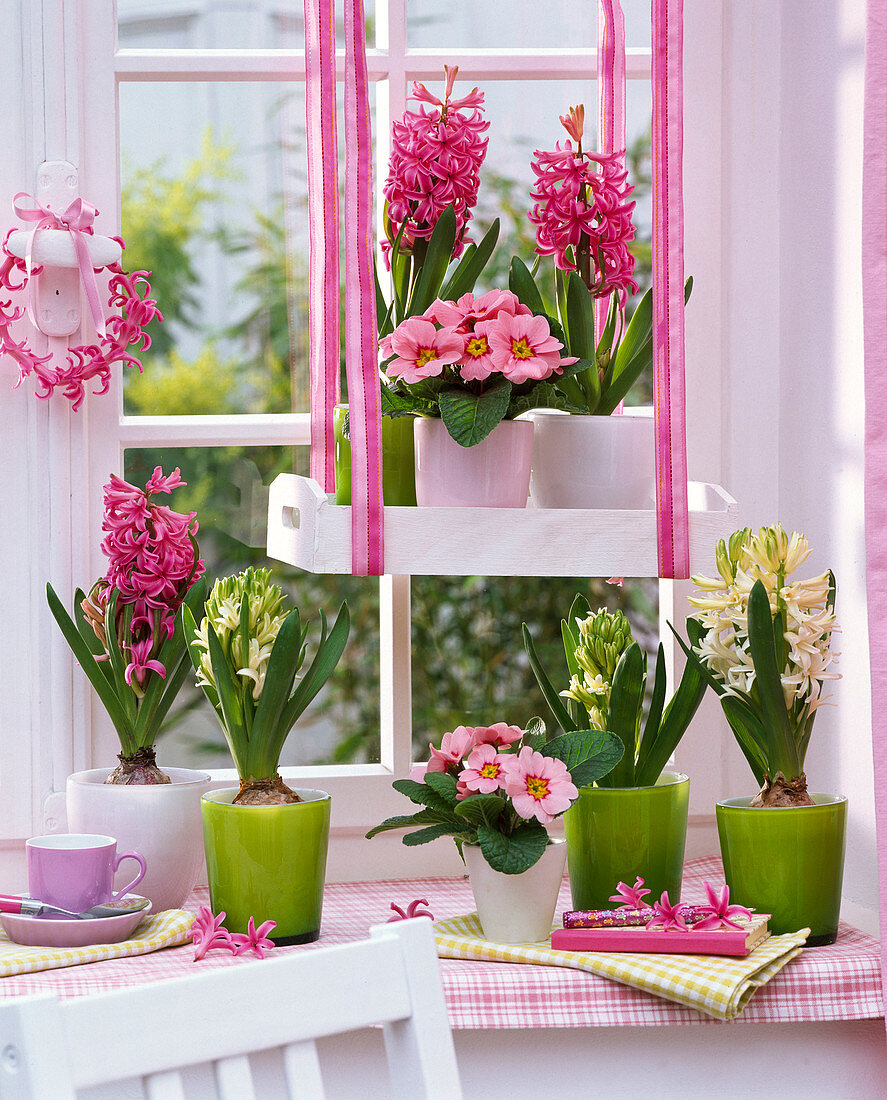 Hyacinthus 'Pink Pearl', 'White Pearl' (Hyazinthen), Primula (Primeln)