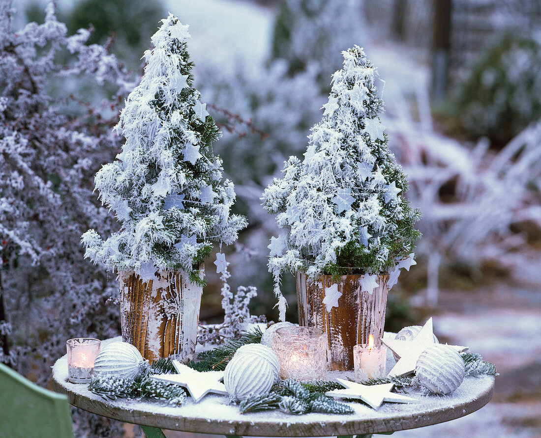 Table arrangement with Picea glauca 'Conica' (sugar loaf spruce)