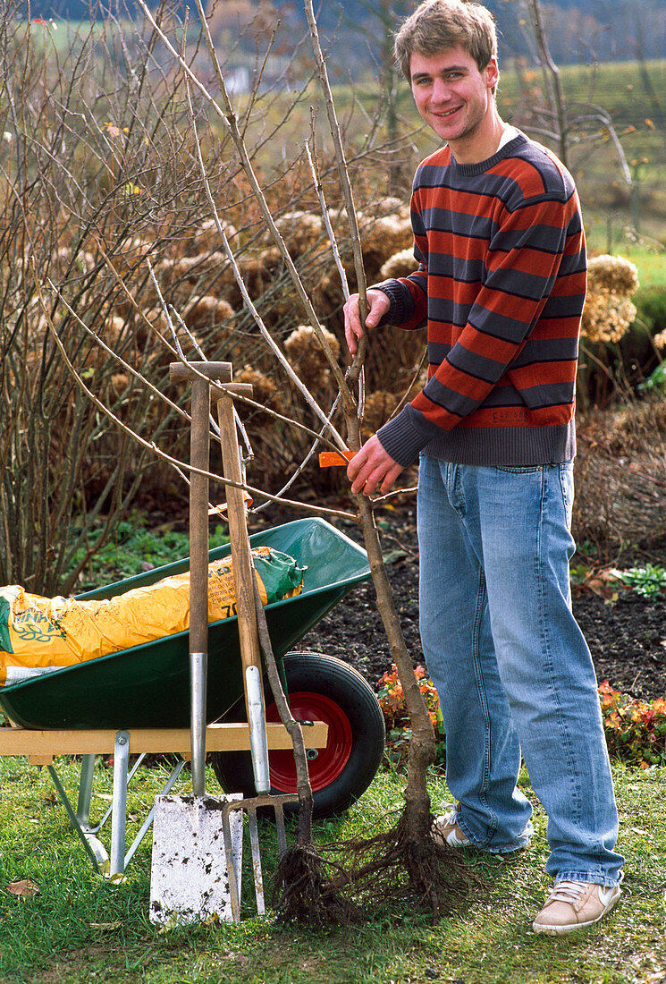 Young man with bare-rooted Prunus (sweet cherries), spade