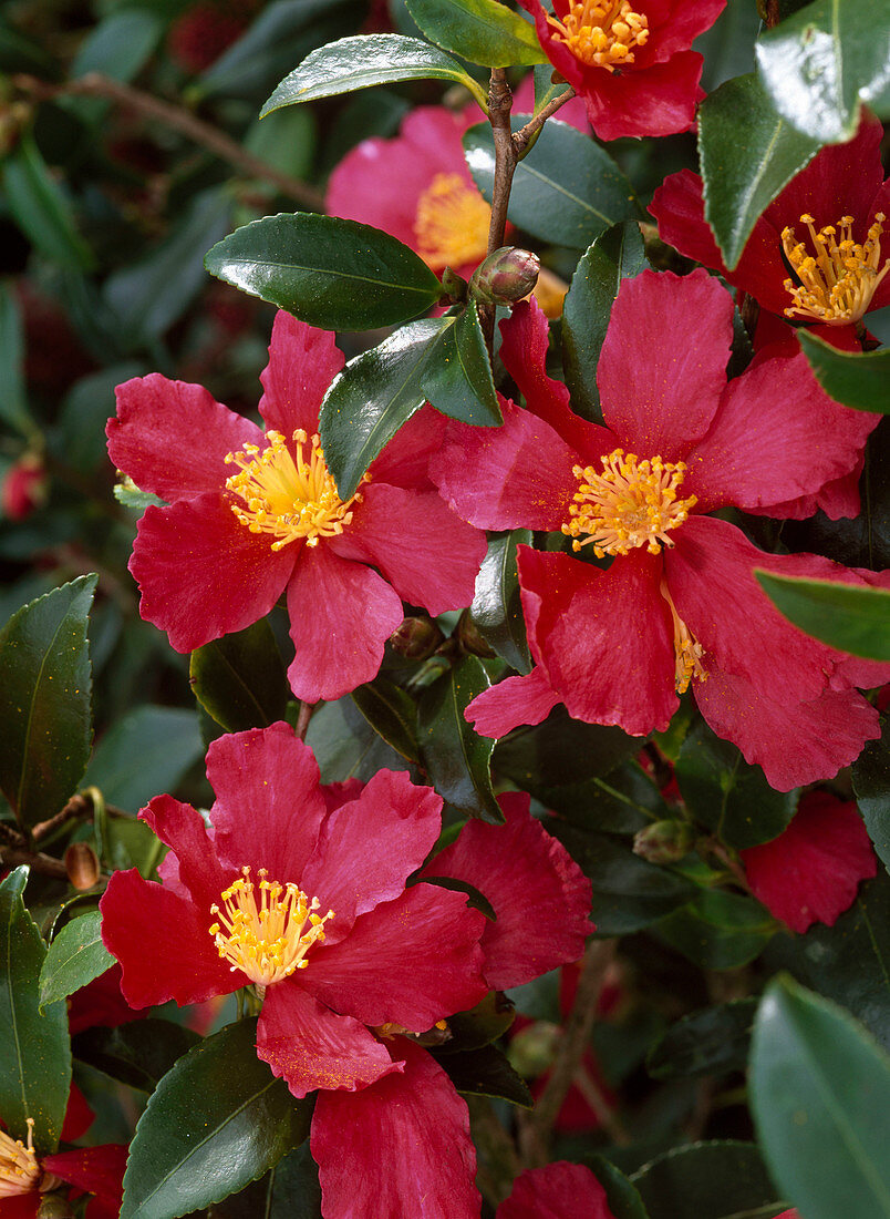 Camellia sasanqua 'Hiryu' (Kamelie), herbstblühend