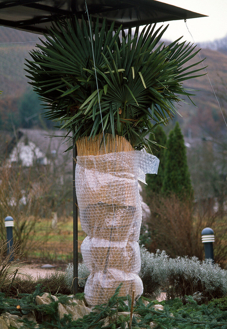 In wintermilden Gebieten überwintert man Trachycarpus fortunei