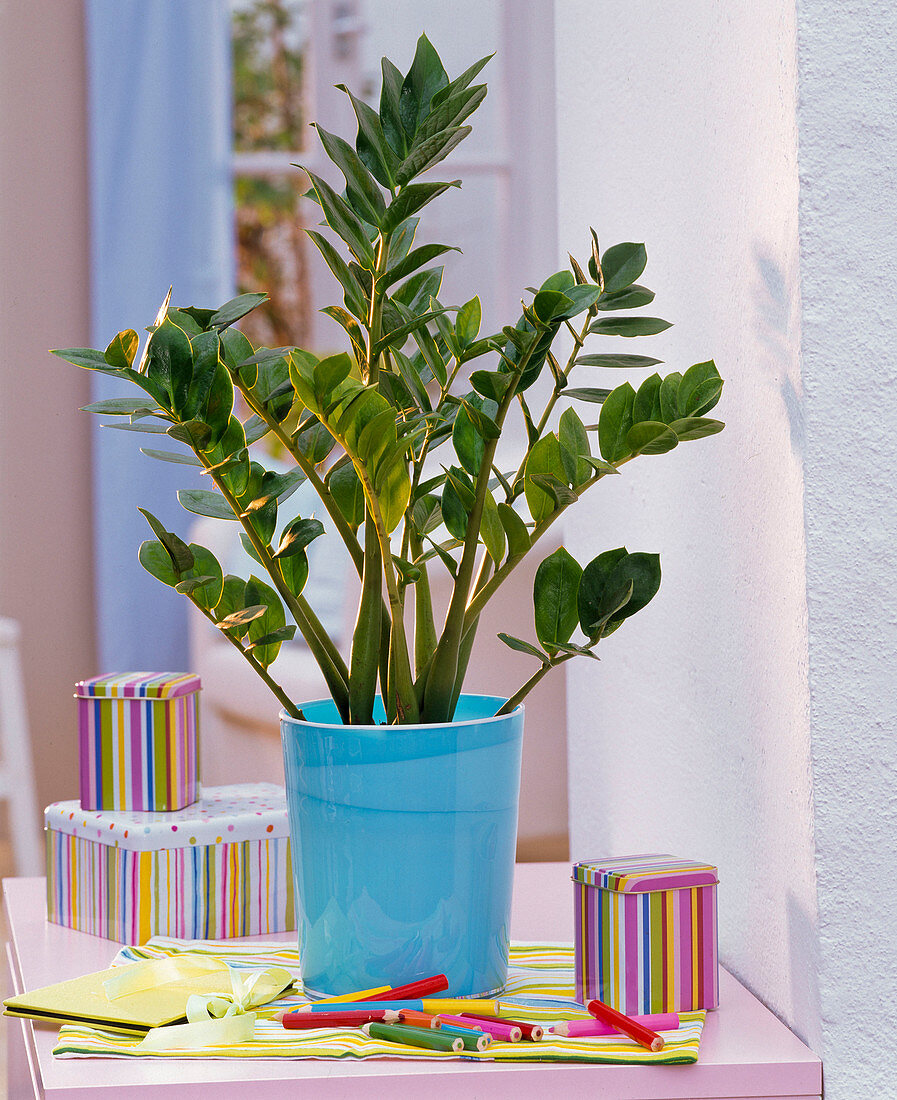 Zamioculcas zamiifolia in a blue glass pot