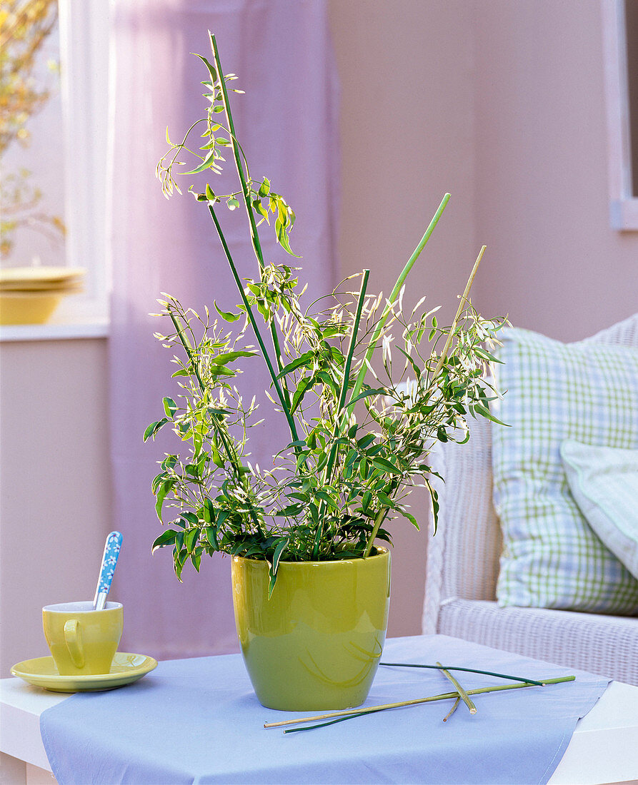 Jasminum polyanthum (indoor jasmine)