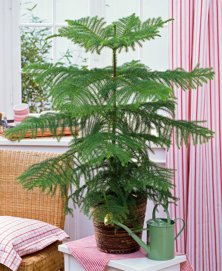 Araucaria heterophylla (room fir) in rattan planter