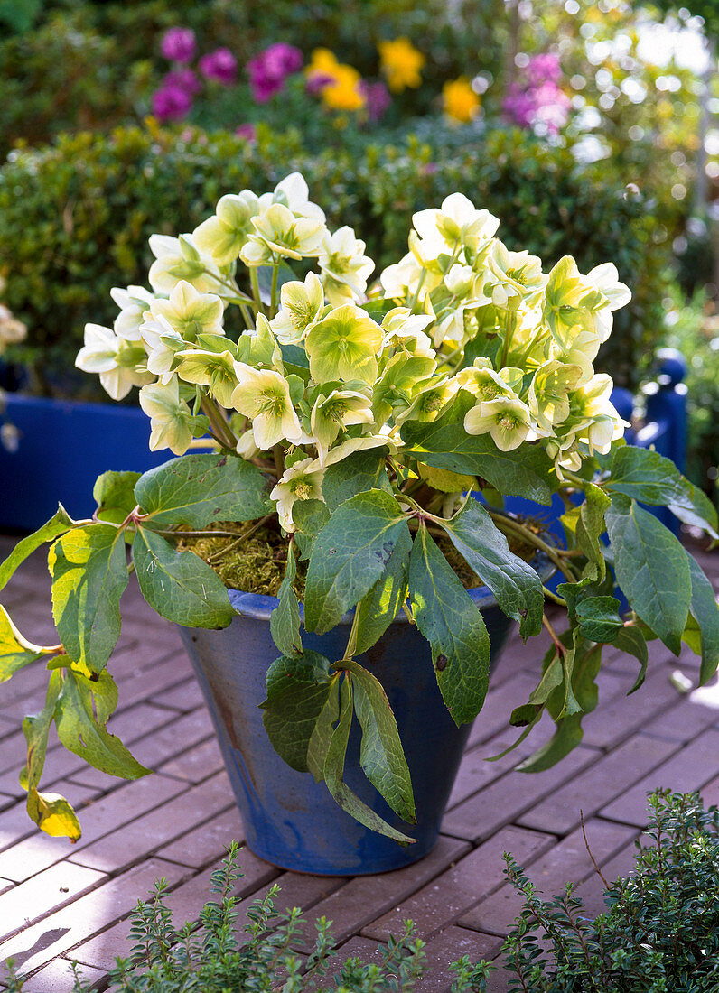 Helleborus niger (Christmas rose) in a conical pot