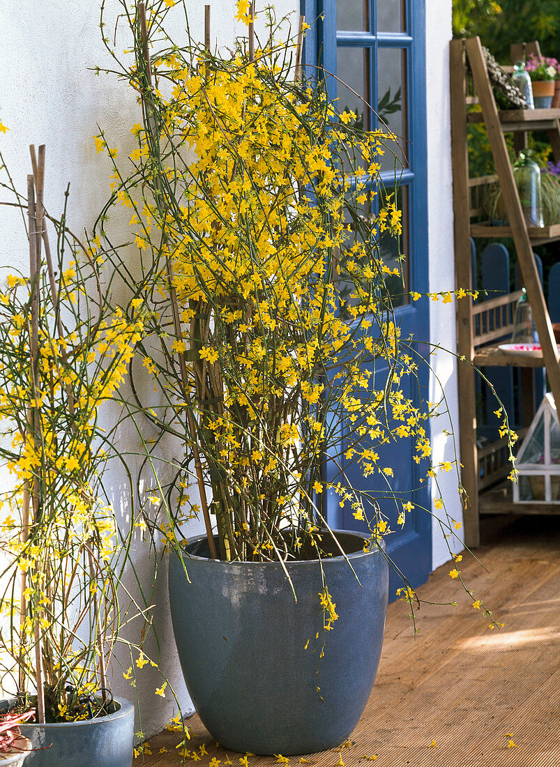 Jaminum nudiflorum in glazed pots on the terrace