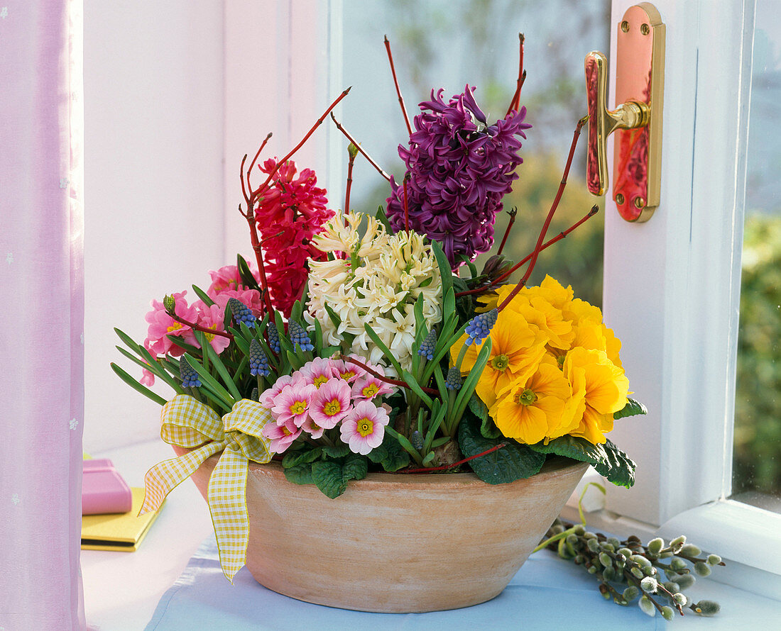 Primula (spring primroses), Hyacinthus (hyacinths), Muscari