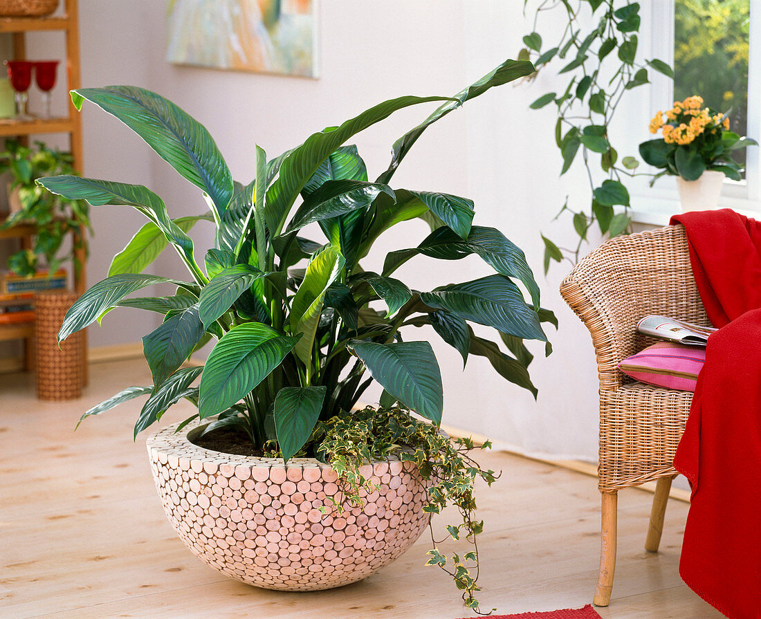 Spathiphyllum (Einblatt), Hedera (Efeu) in Schale mit Holz - Verkleidung