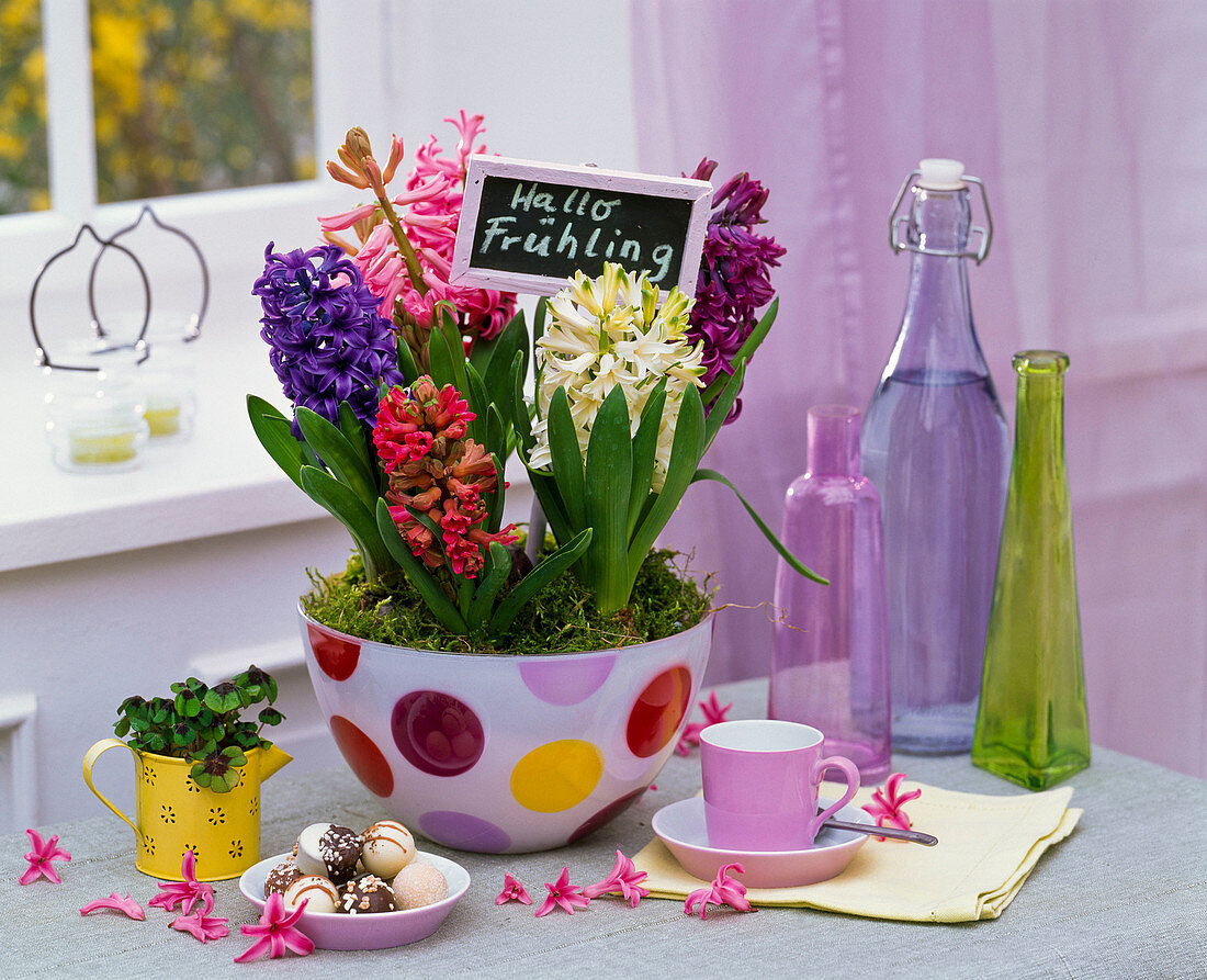Hyacinthus in dotted bowl with sign 'Hallo Frühling'