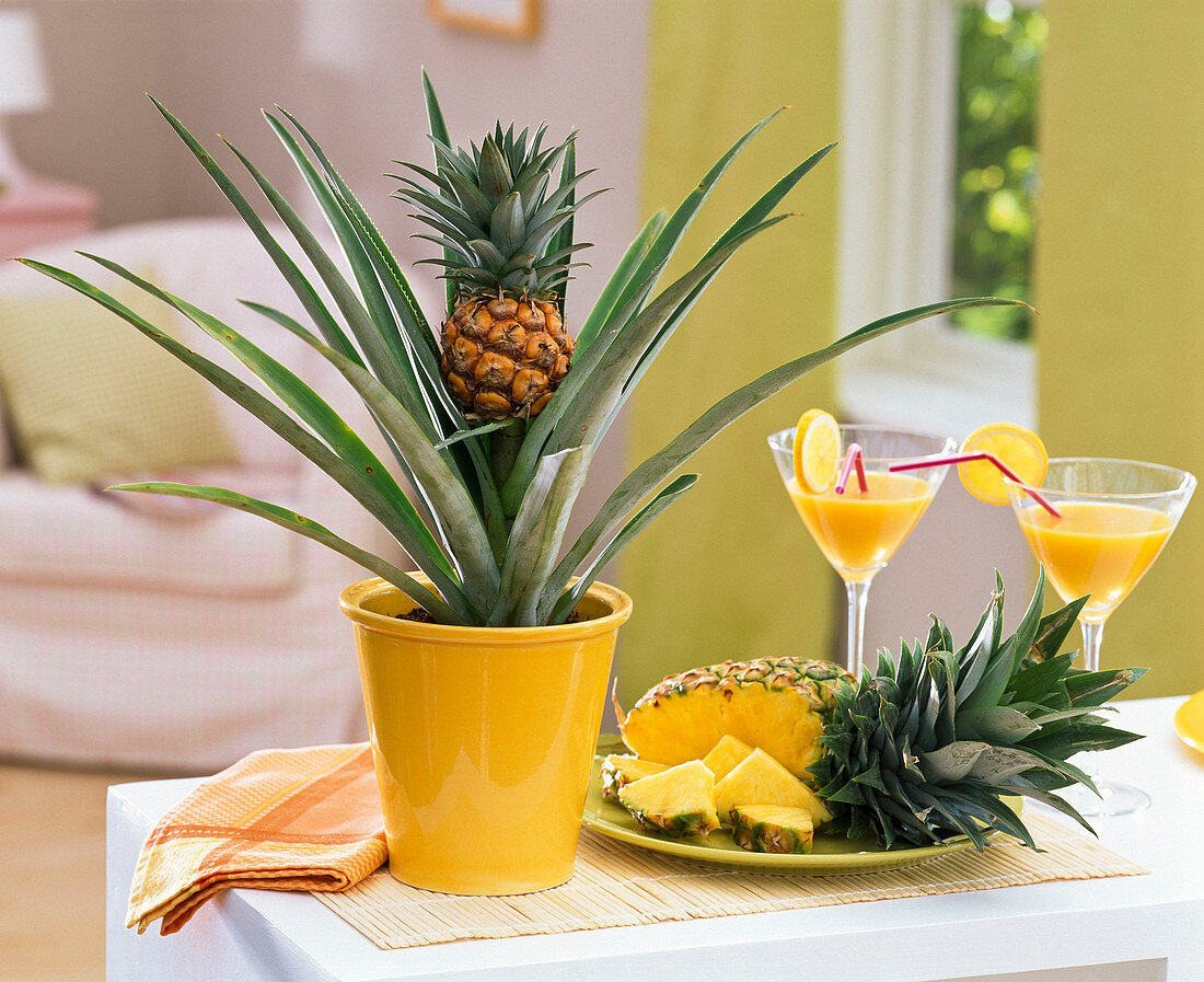 Ananas comosus (Pineapple) in yellow planter and cut open