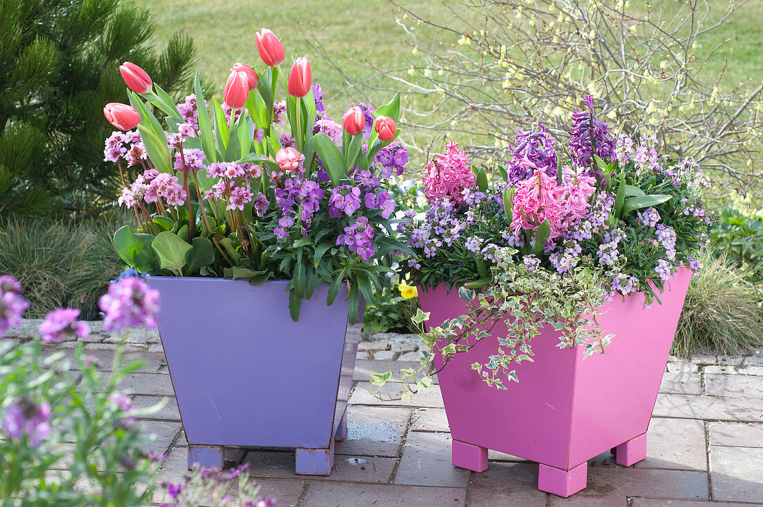 Spring flirt: Erysimum Poem 'Lavender' 'Lilac' (golden violet)