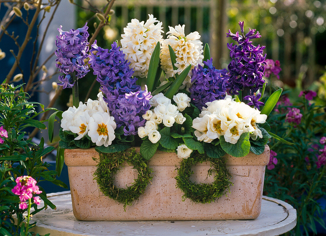 Terracotta box with Hyacinthus (Hyacinths), Primula