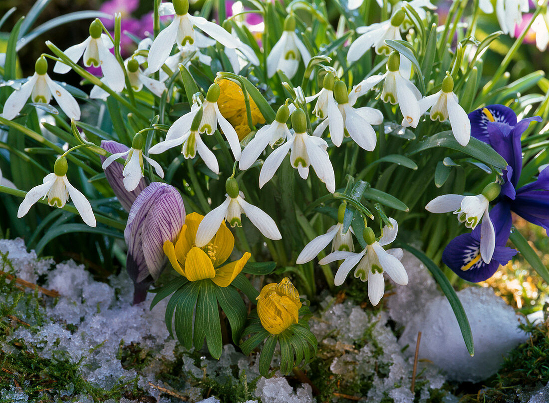 Galanthus nivalis (snowdrop), Eranthis (winter aconite)