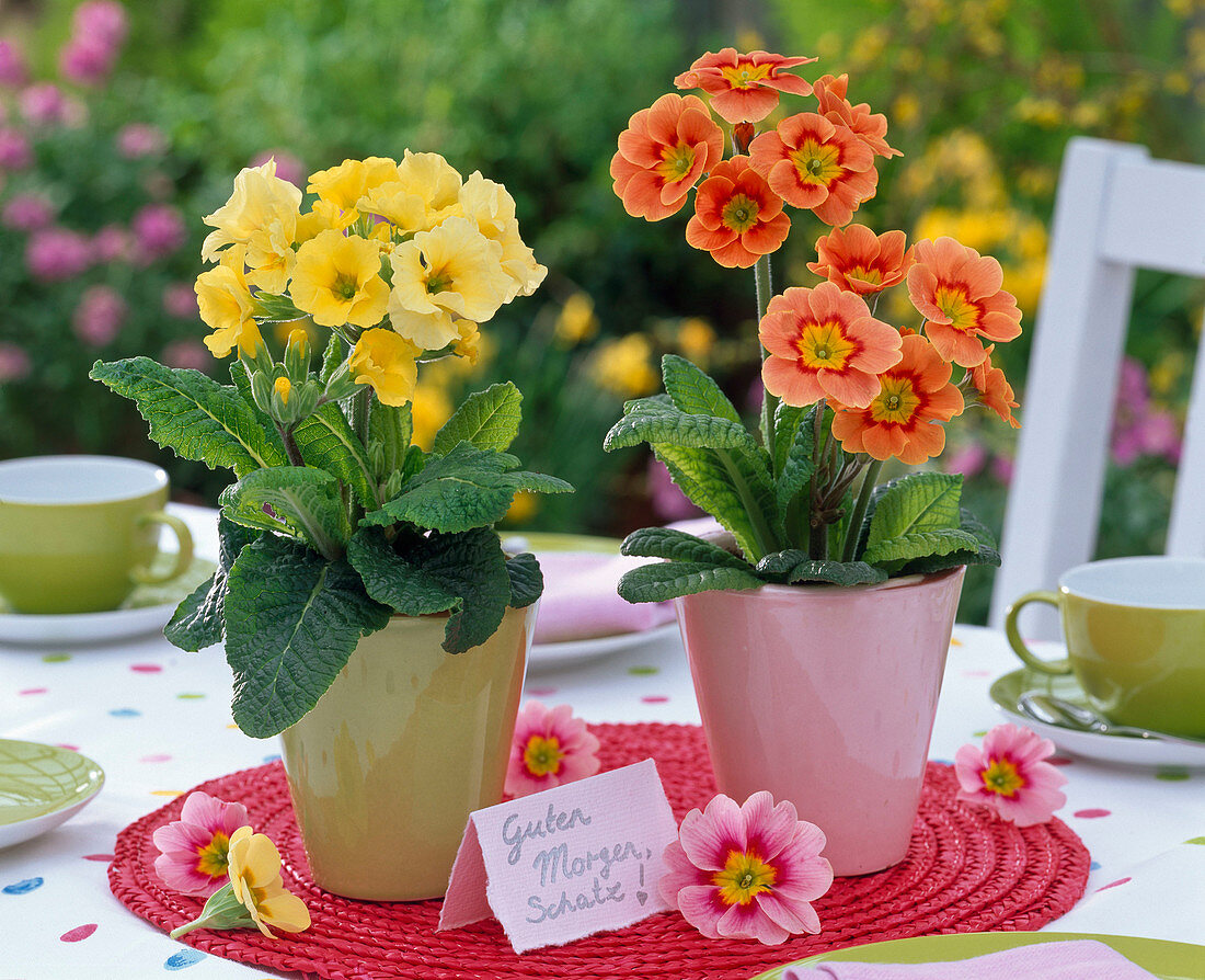 Primula (spring primroses) in conical planters