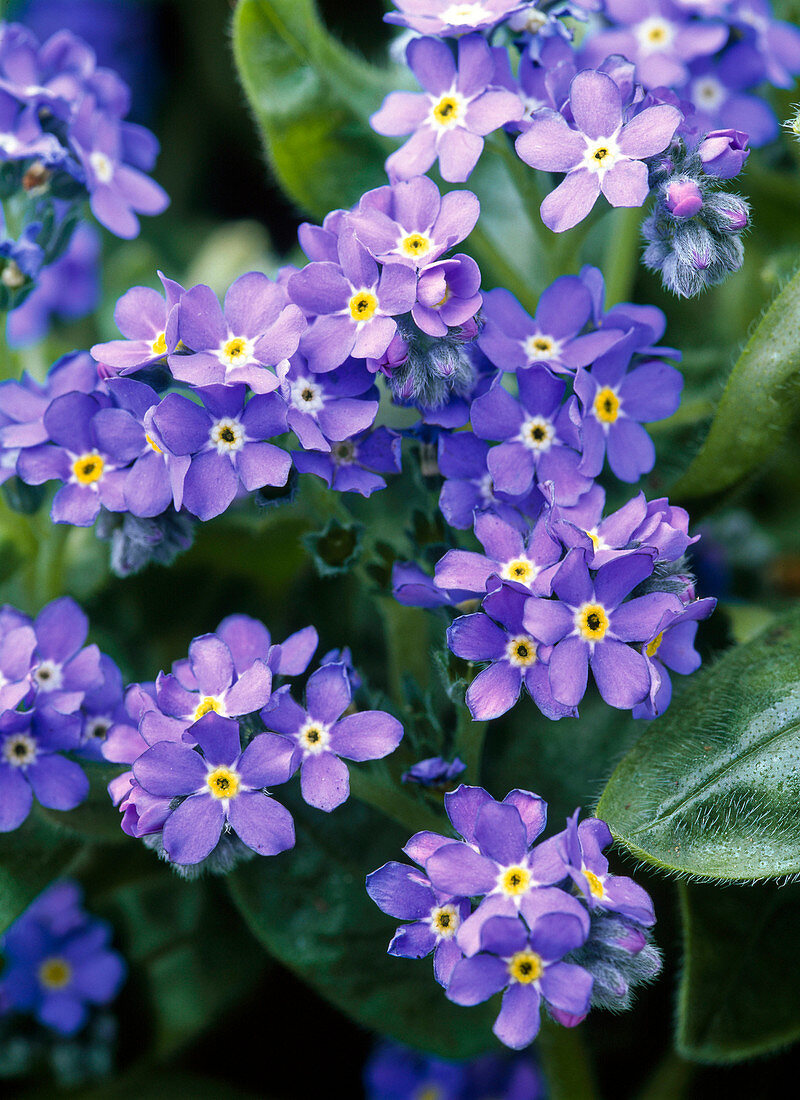 Myosotis 'Myomark' (Forget-me-not)