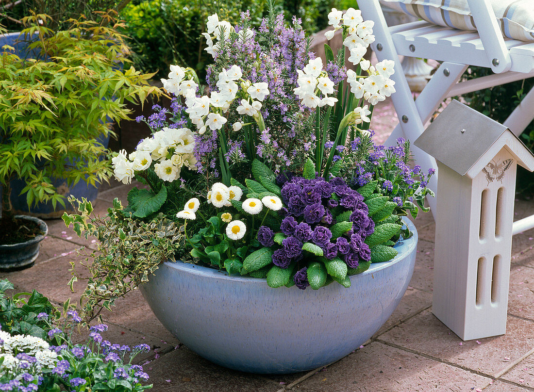 Blue bowl with Rosmarinus (rosemary), Primula (primroses)