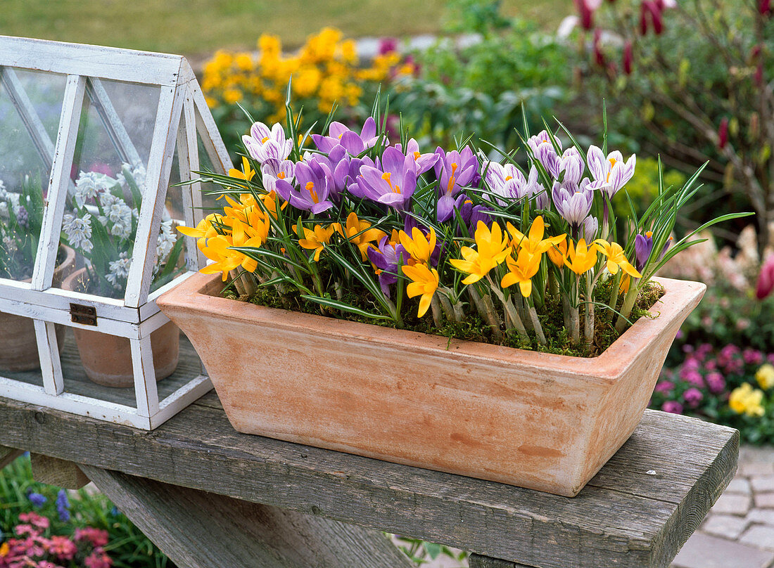 Crocus 'Remembrance' 'Pickwick' und chrysanthus 'Advance'