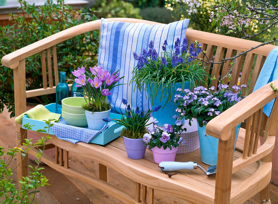 Topfarrangement mit Muscari (Traubenhyazinthen), Crocus