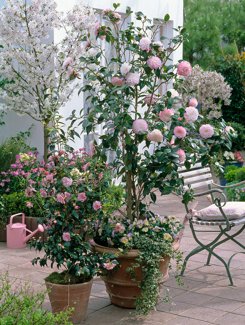 Camellia 'Nuccio's Pearl' 'Spring Festival'