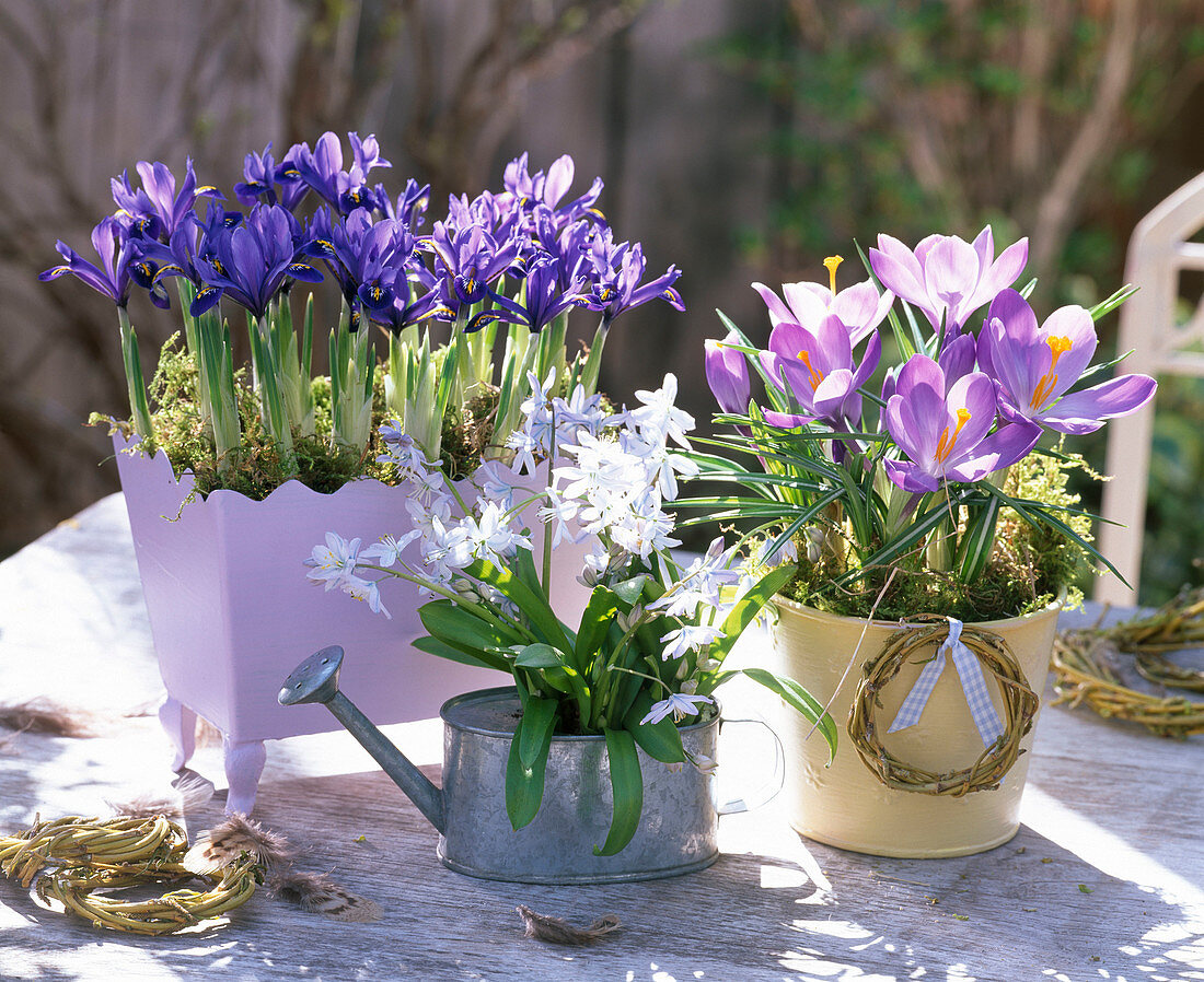 Iris reticulata 'Pixie' (Netzblattiris), Crocus vernus (Krokus)