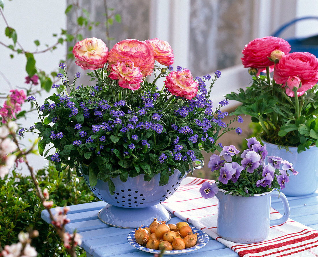 Myosotis 'Myomark' (forget-me-not), ranunculus