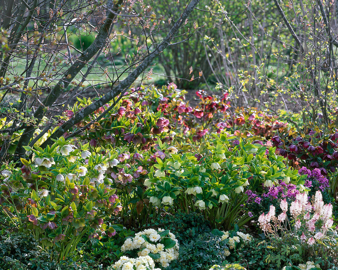 Helleborus orientalis (Lenzrosen)