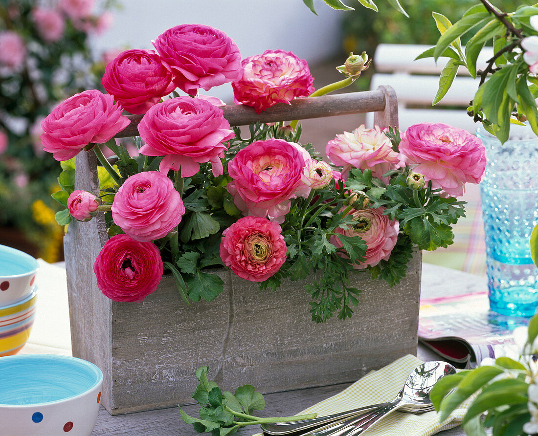 Ranunculus asiaticus in gray wooden stretcher